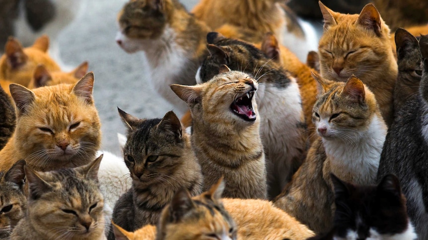 Cats crowd the harbour on Aoshima Island