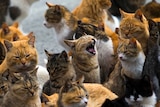 Cats crowd the harbour on Aoshima Island