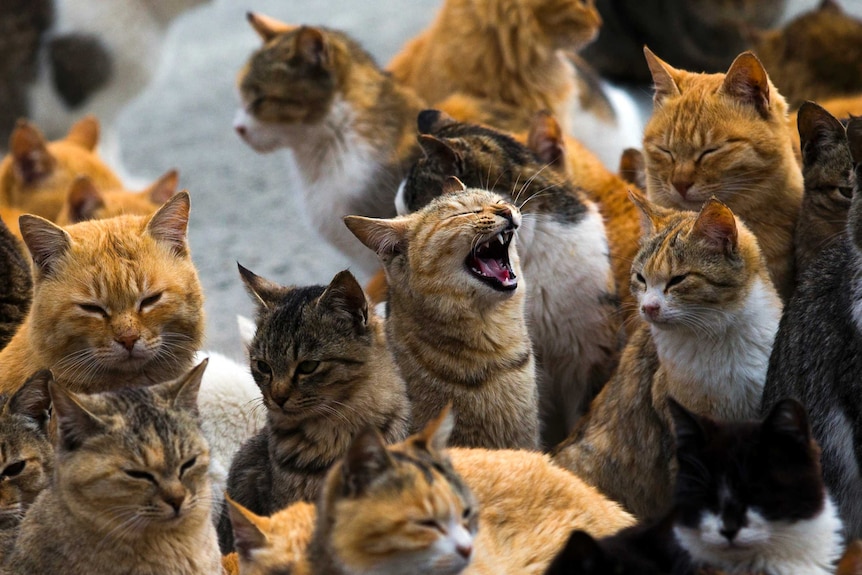 Cats crowd the harbour on Aoshima Island