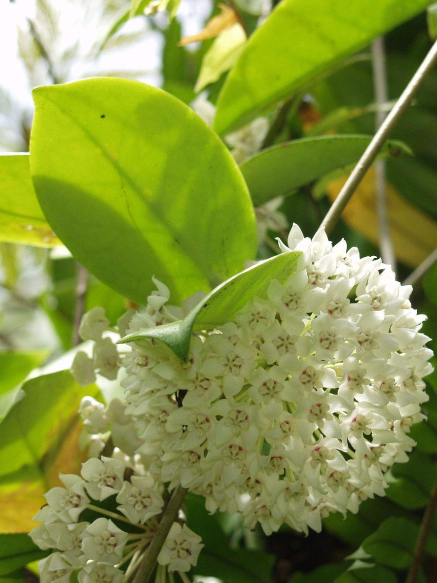 Hoya australis is a native Australian indoor plant