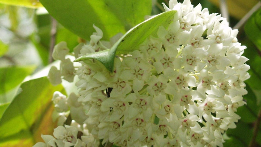 Hoya australis is a native Australian indoor plant