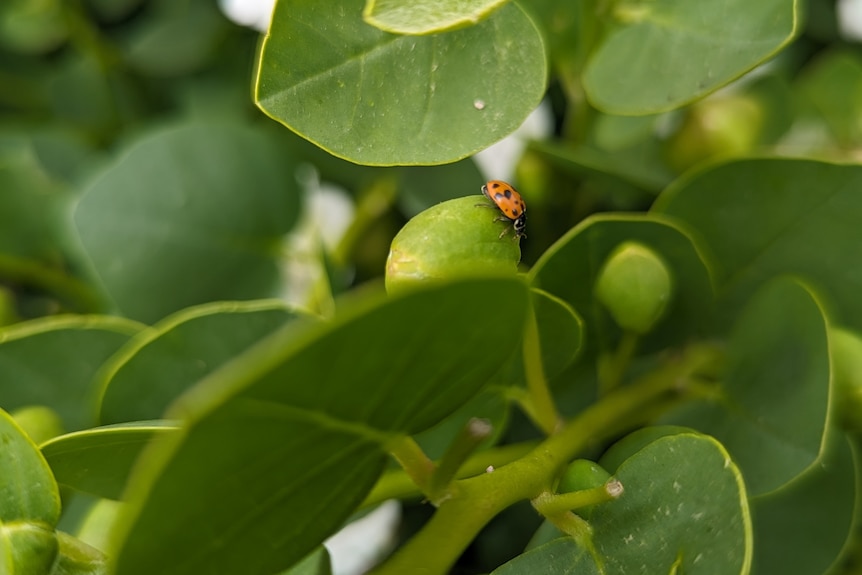 Un gros plan d'une coccinelle tachetée de rouge et de noir sur un bourgeon de câpres.