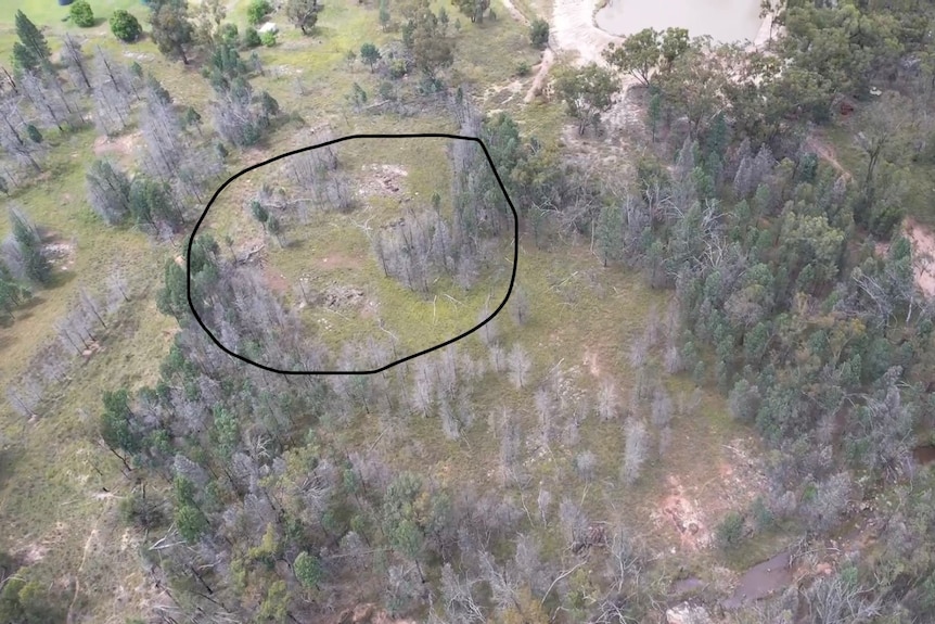 An aerial view from the drone of the property with a group of feral pigs visible.