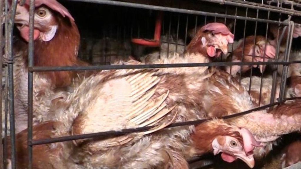 Cages Are Better For Chickens Than Intensive Free-Range, Farmers Say, As  Calls For A Ban Get Louder - Abc News