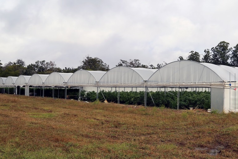 The extensive grow-house set up on the rural property at Gibberagee in northern New South Wales