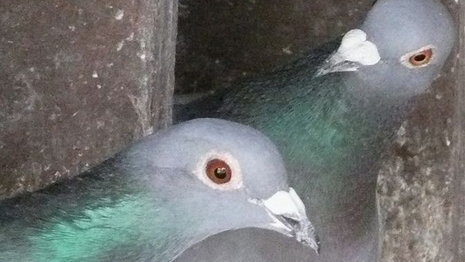 A pair of racing pigeons