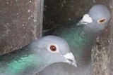 A pair of racing pigeons