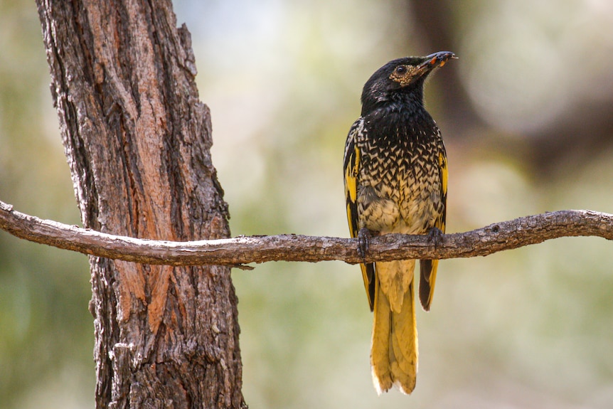 A black and yellow medium sized bird sits on a tree branch.