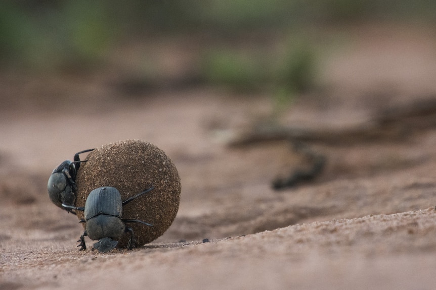 Two dung beetles roll a ball of dung over dusty ground.