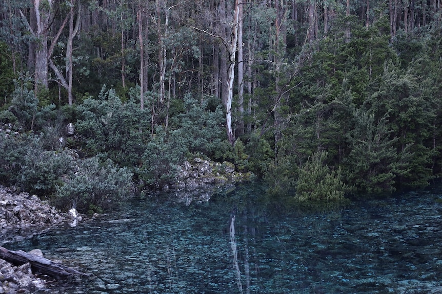 A bright blue coloured lake and trees