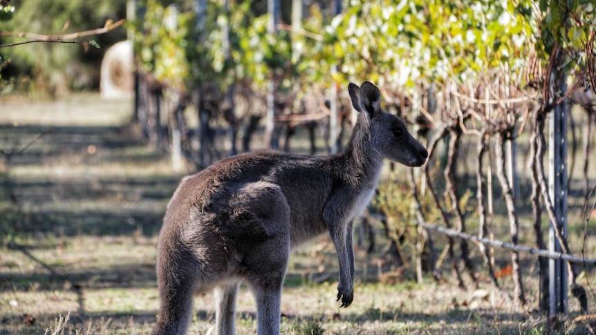 A kangaroo between the vines.