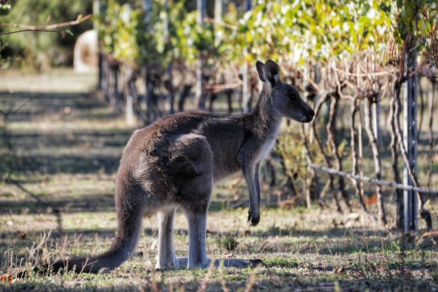 A kangaroo between the vines.