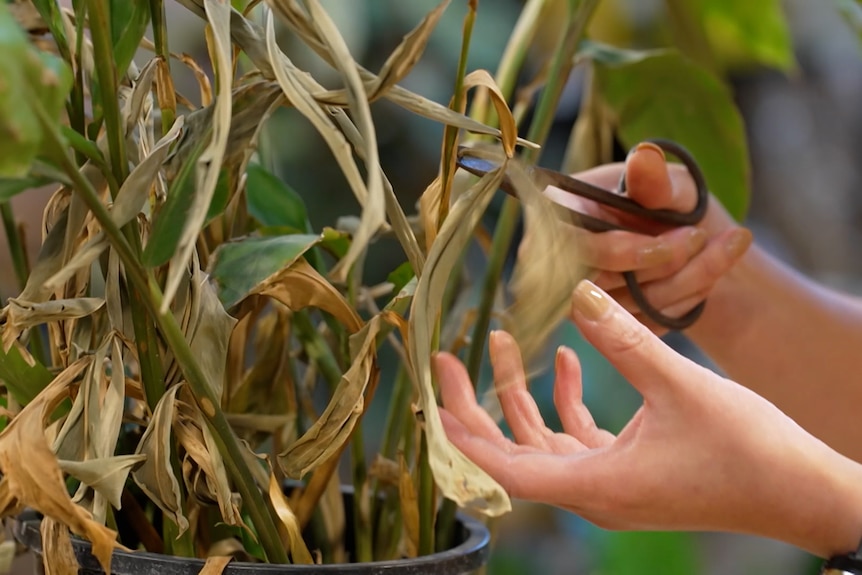 A person snips scorched leaves off a plant