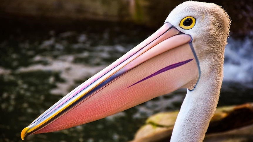 Pelican close up