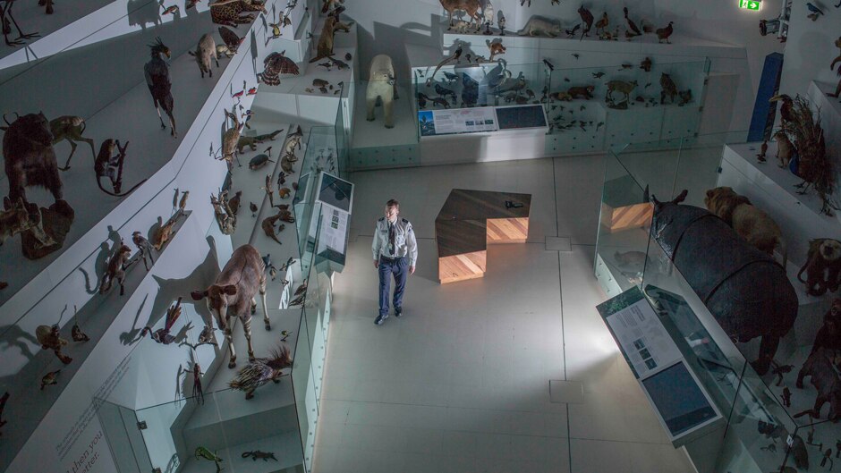 Maximillian Gustew walks through the museum's wild animal taxidermy section.