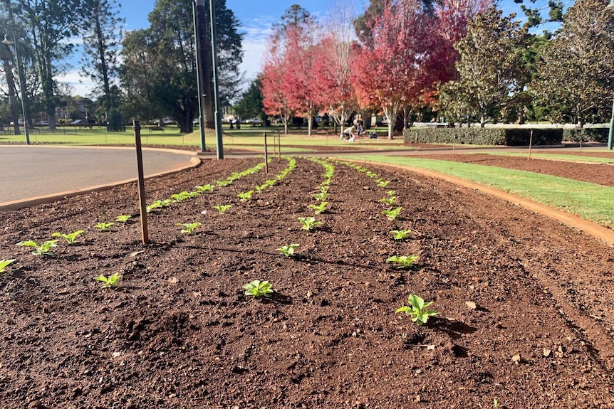 Flowers being planted in Toowoomba