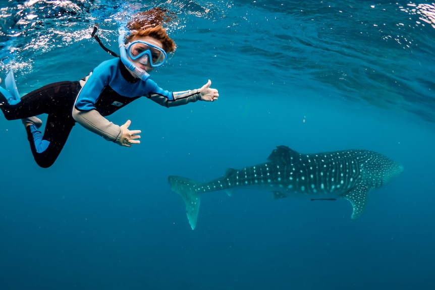 Seven-year-old Thomas Steel enjoys swimming with whale sharks in WA, during a caravan trip around Australia.