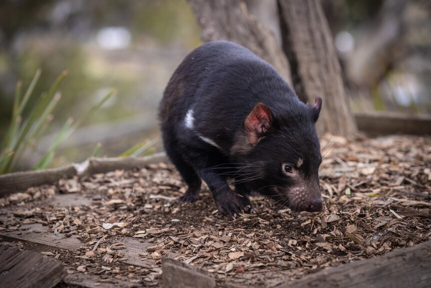 Dead Tasmanian devil held up at council meeting to urge cut to Woolnorth  speed limit - ABC News
