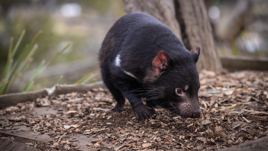 COVID-19 vaccines give 'huge boost' to researchers trying to save Tassie devils