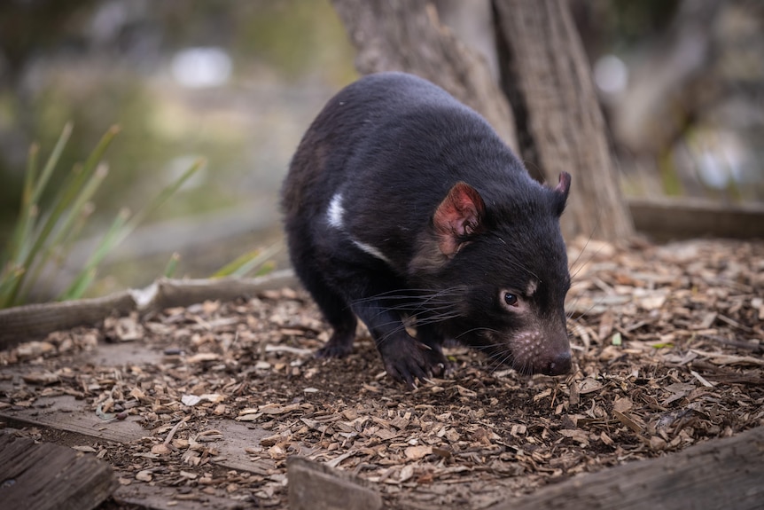 A Tasmanian devil noses around the ground in a wildlife sanctuary.