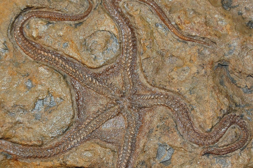 Close-up of an ancient starfish-like creature.