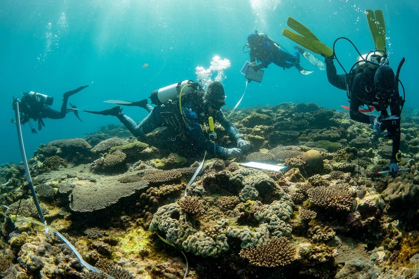 scuba divers on coral reef