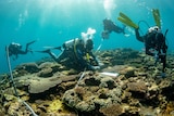 scuba divers on coral reef