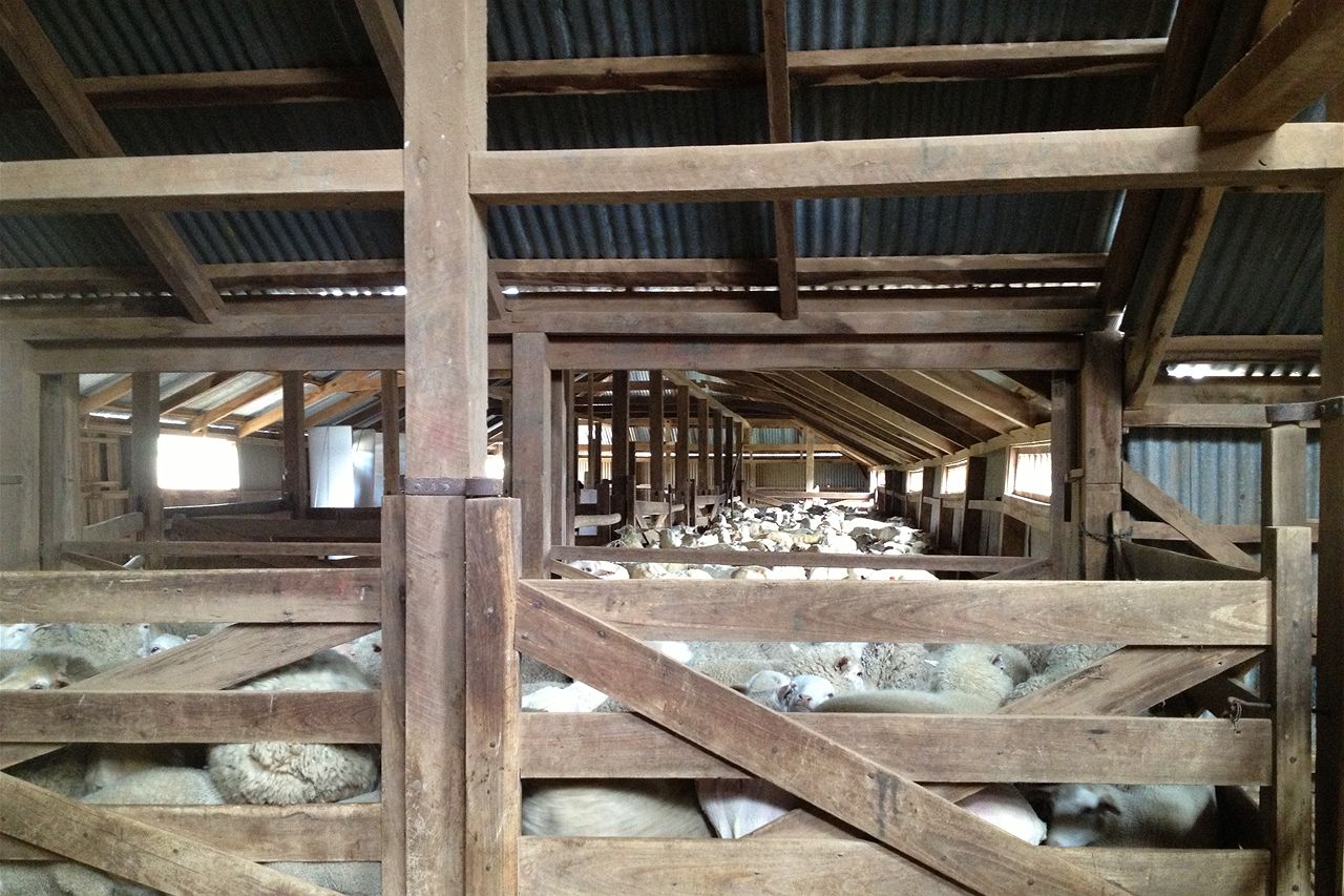 A woolshed like no other - ABC News