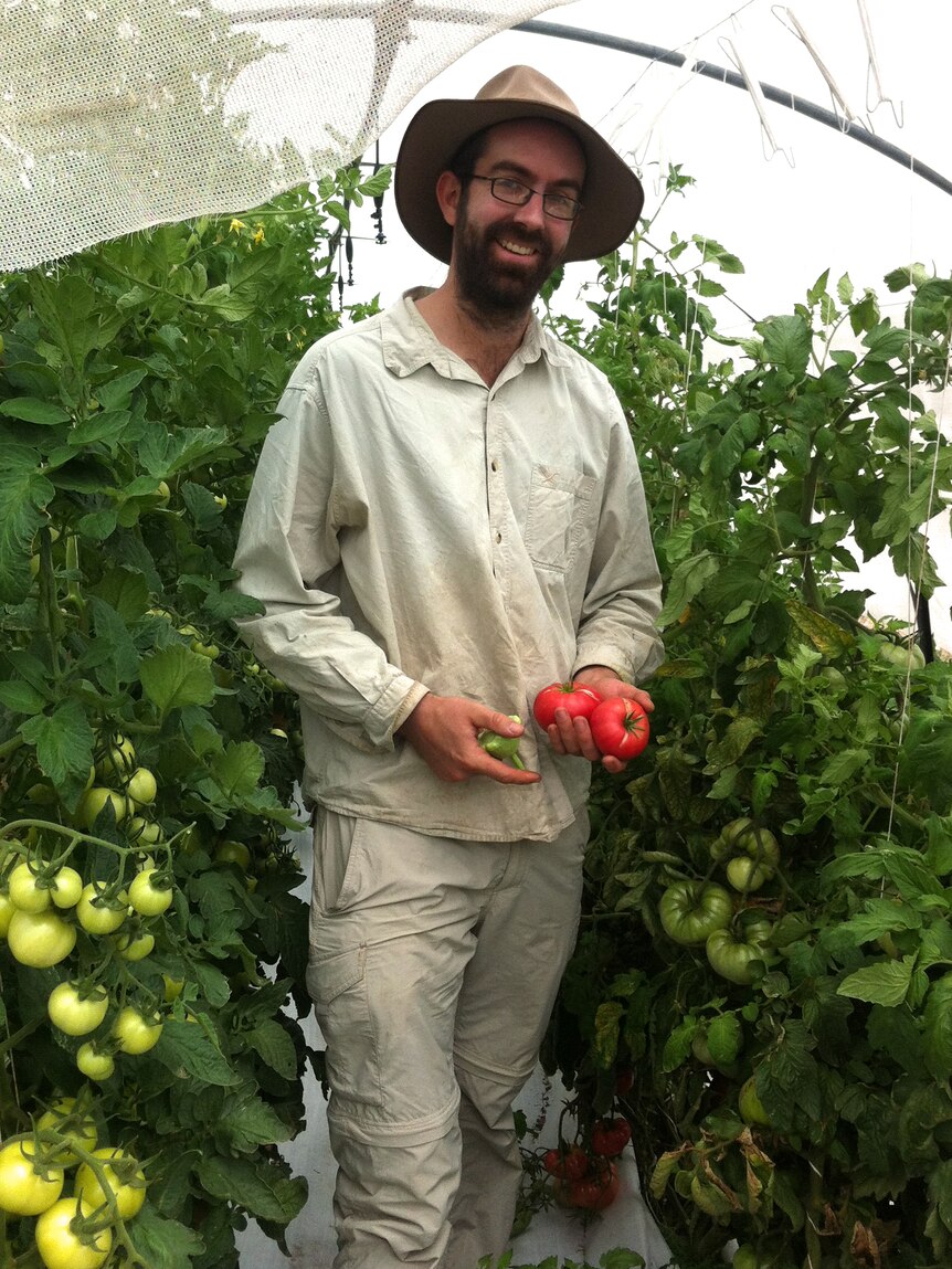 Nat Wiseman has been growing tomatoes for 20 years.