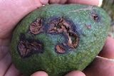 Avocado damage has long-term effect