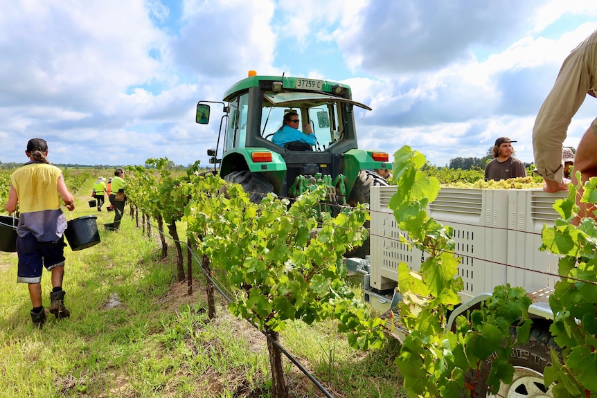 A tractor in the vineyards.