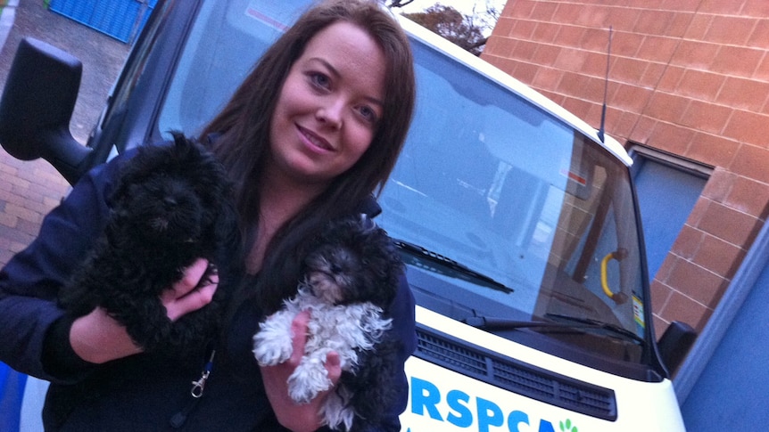 Kerriann Campbell of the RSPCA with some of the puppies needing homes