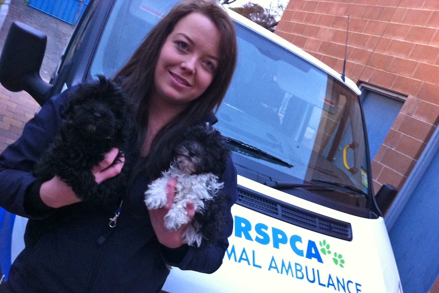 Kerriann Campbell of the RSPCA with some of the puppies needing homes