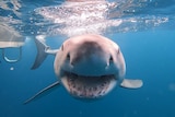 A white shark caught off Augusta, WA