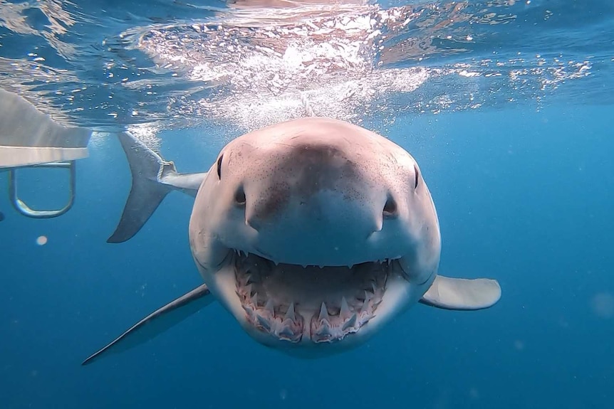 Close up of a shark next to a boat from underwater.