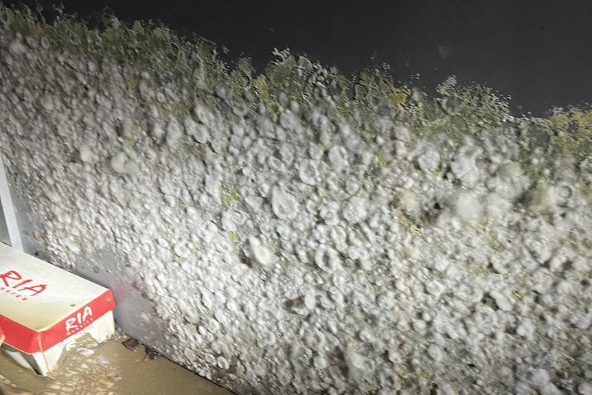 Mould growing on green wall