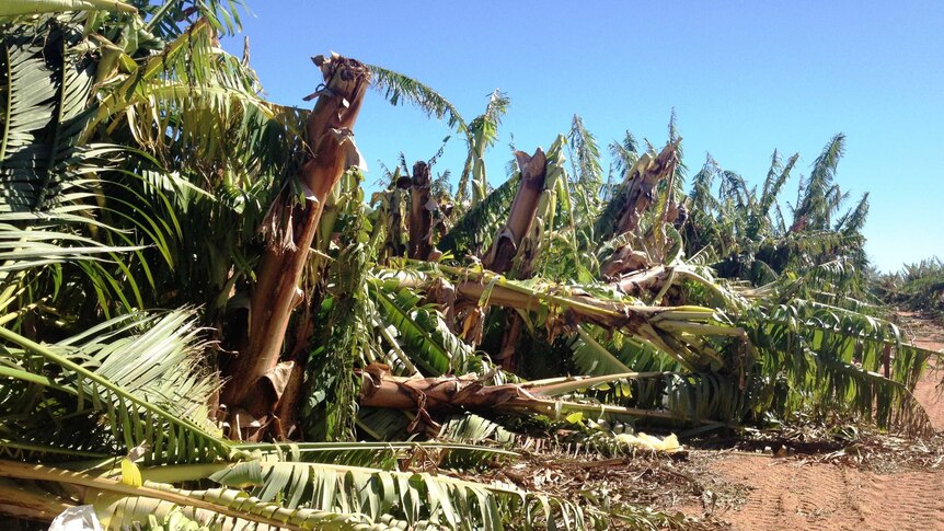 Banana trees snapped and lying on the ground