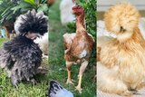 Three composite photos of diverse chickens posing for the camera. 