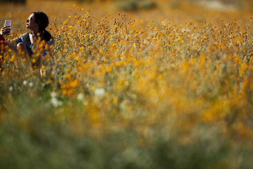 A visitor takes a selfie among the yellow wildflowers in Borrego Springs.