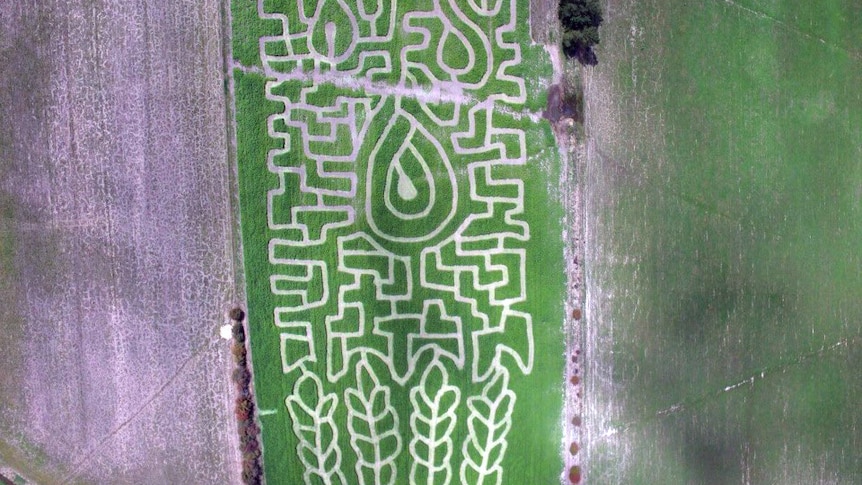 An aerial view of a crop maze in northern Tasmania, which shows a raindrop falling from clouds onto a crop.
