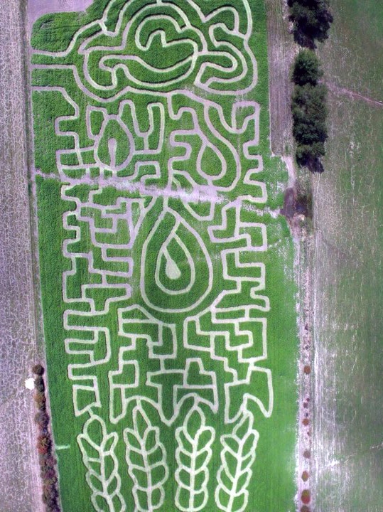 An aerial view of a crop maze in northern Tasmania, which shows a raindrop falling from clouds onto a crop.