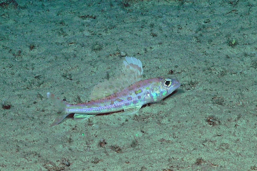 A long purple-silver fish with green markings pictured near the sea floor.