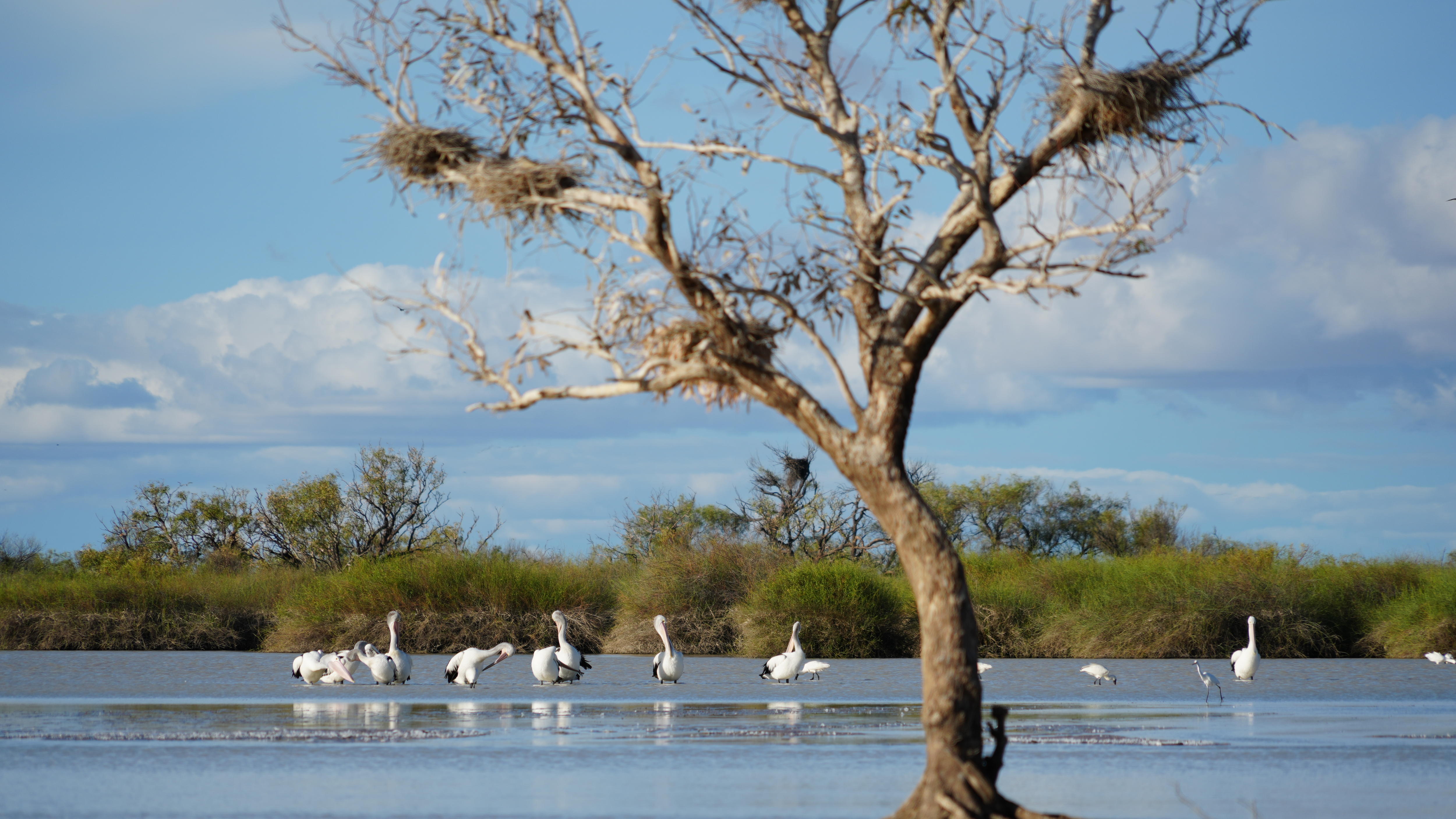 Pelicans are preening at an outback waterhole, standing in the water, with nests in a leafless tree.