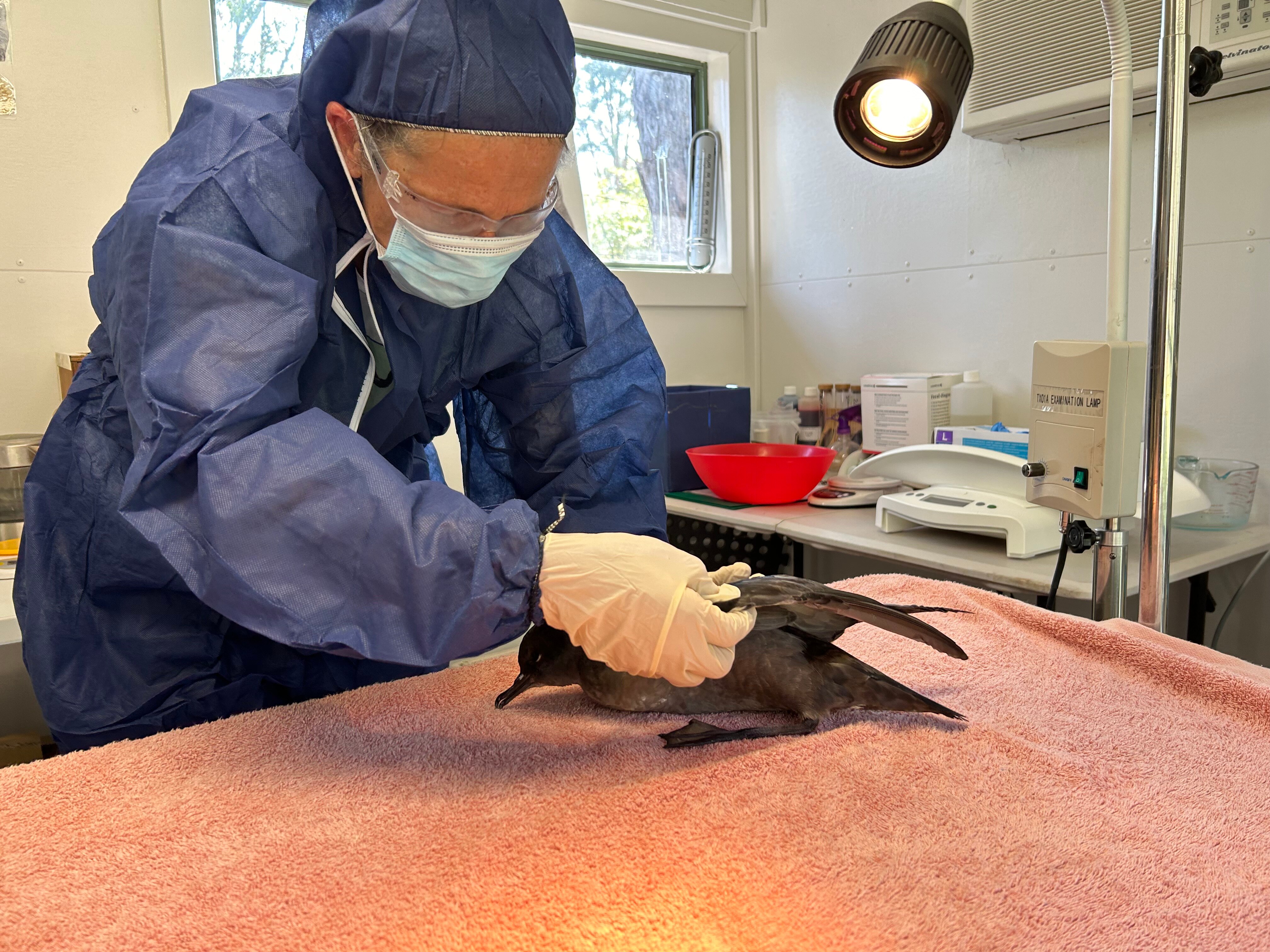 lady in PPE with bird on bench 