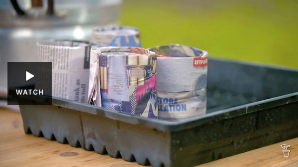 A tray with plant pots made from newspaper. Has Video.