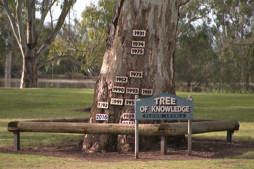 A tree with number plates on it showing flood depth