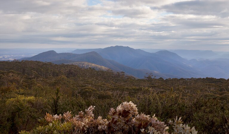 Emergency services resume efforts to reach crashed pilot in Budawang National Park