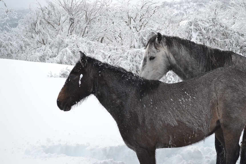 Two grey wild horses standing in snow.