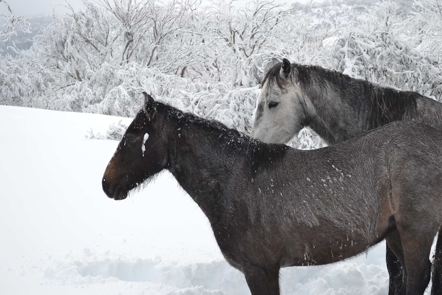 Wild horses