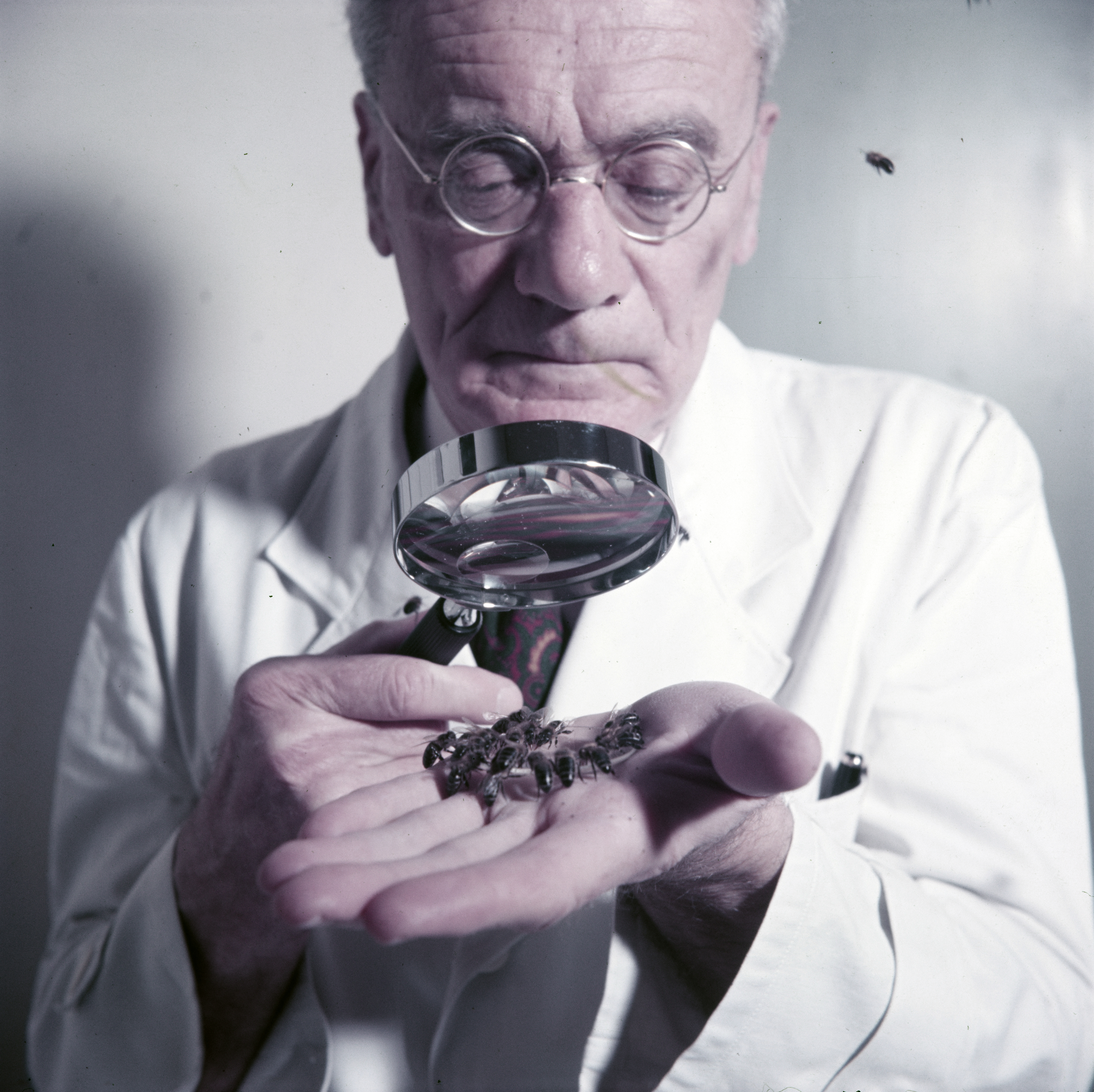 Scientist with magnifying glass and bees
